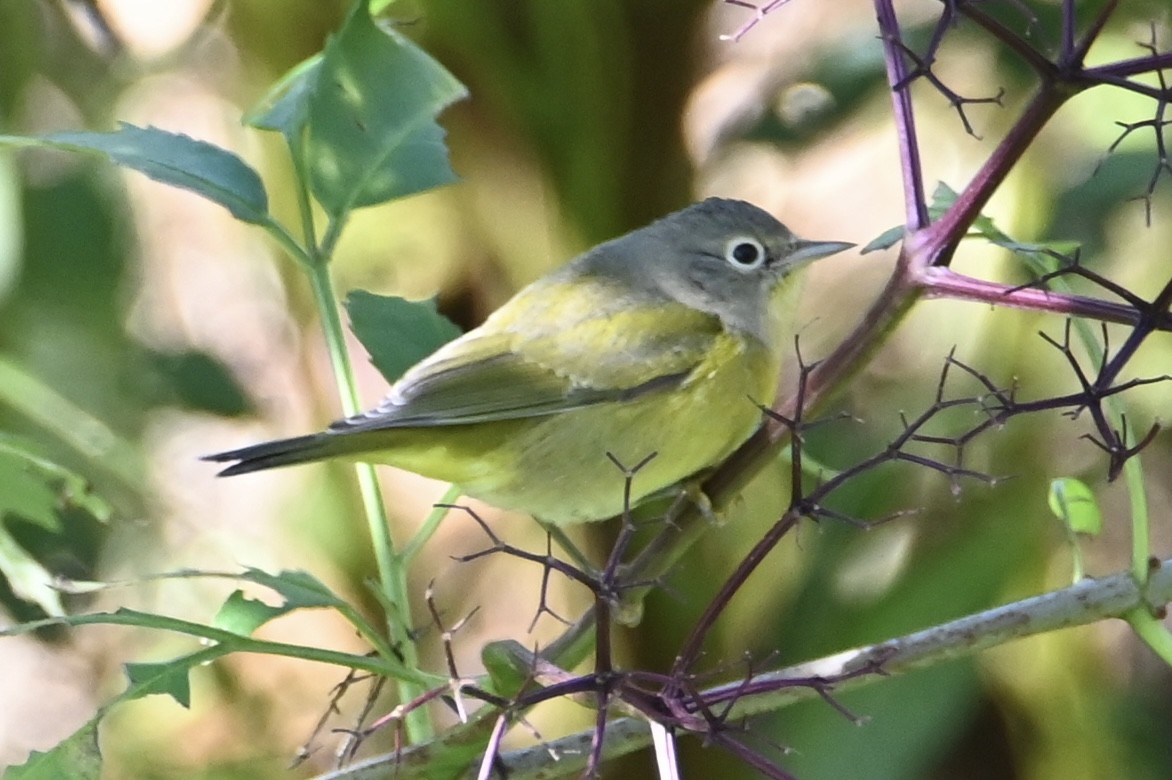 Nashville Warbler - ML642582839