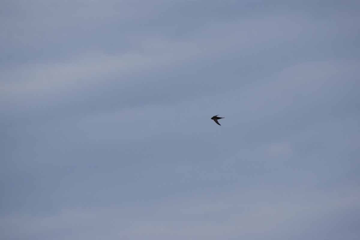 Common Swift - ML642582841