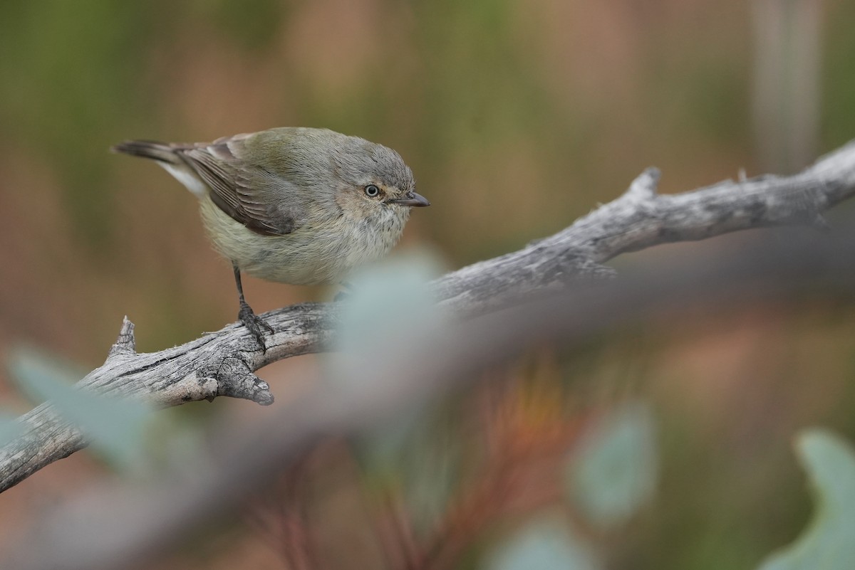 Weebill - ML642582843
