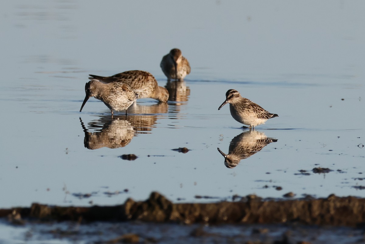 Broad-billed Sandpiper - ML642582846