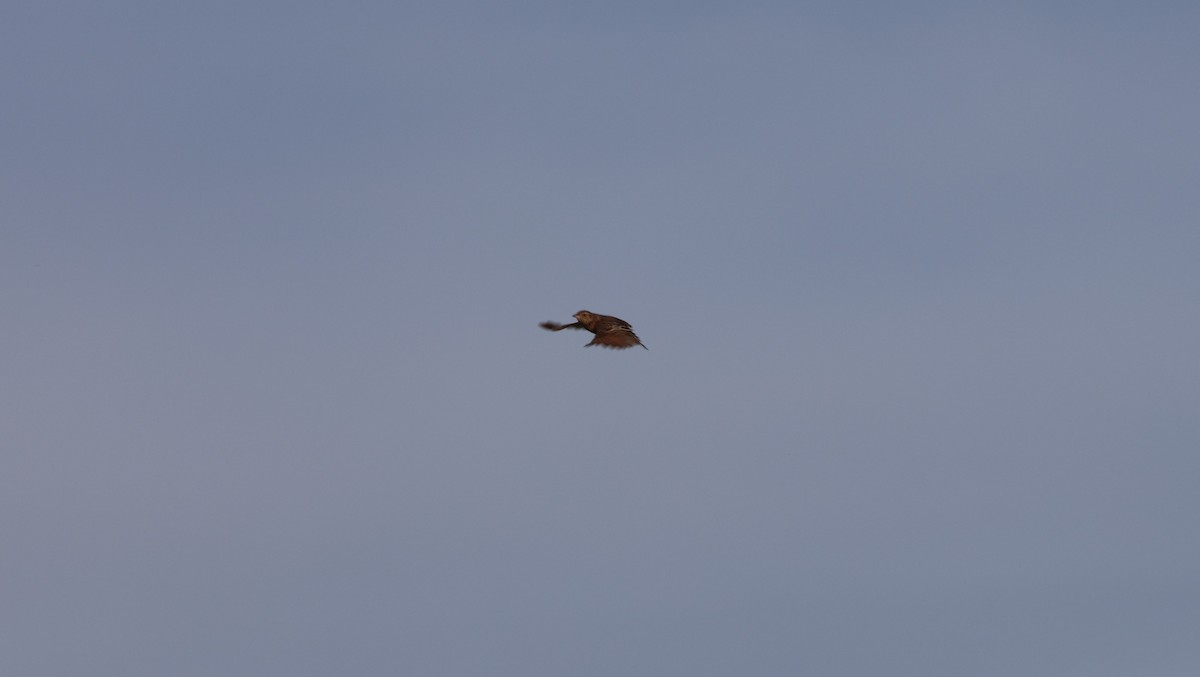 Rufous-naped Lark (Serengeti) - ML642582856
