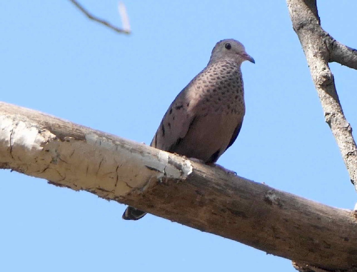 Sperlingstäubchen - ML642582858