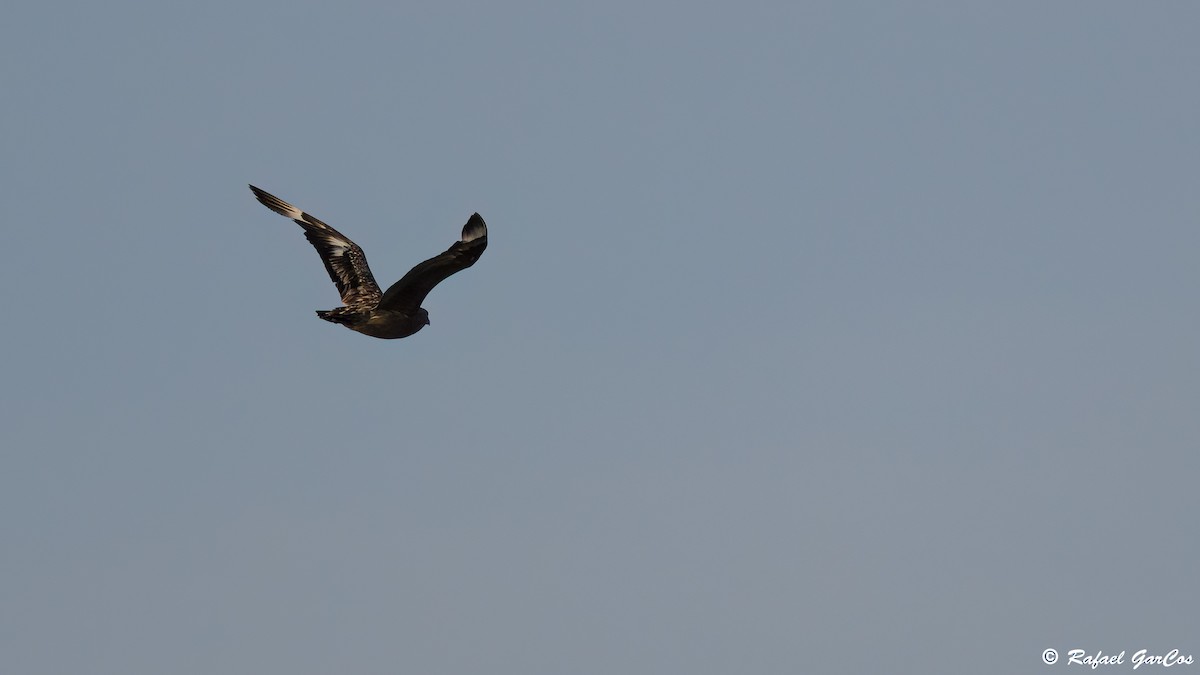 Great Skua - ML642582860
