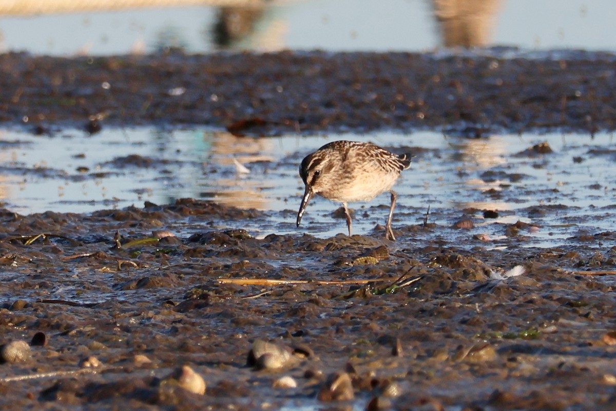 Broad-billed Sandpiper - ML642582862