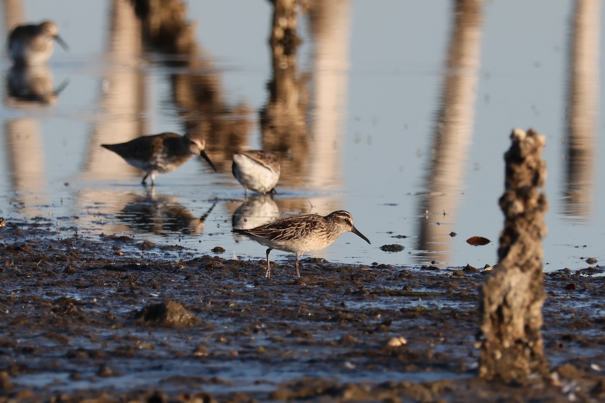 Broad-billed Sandpiper - ML642582863
