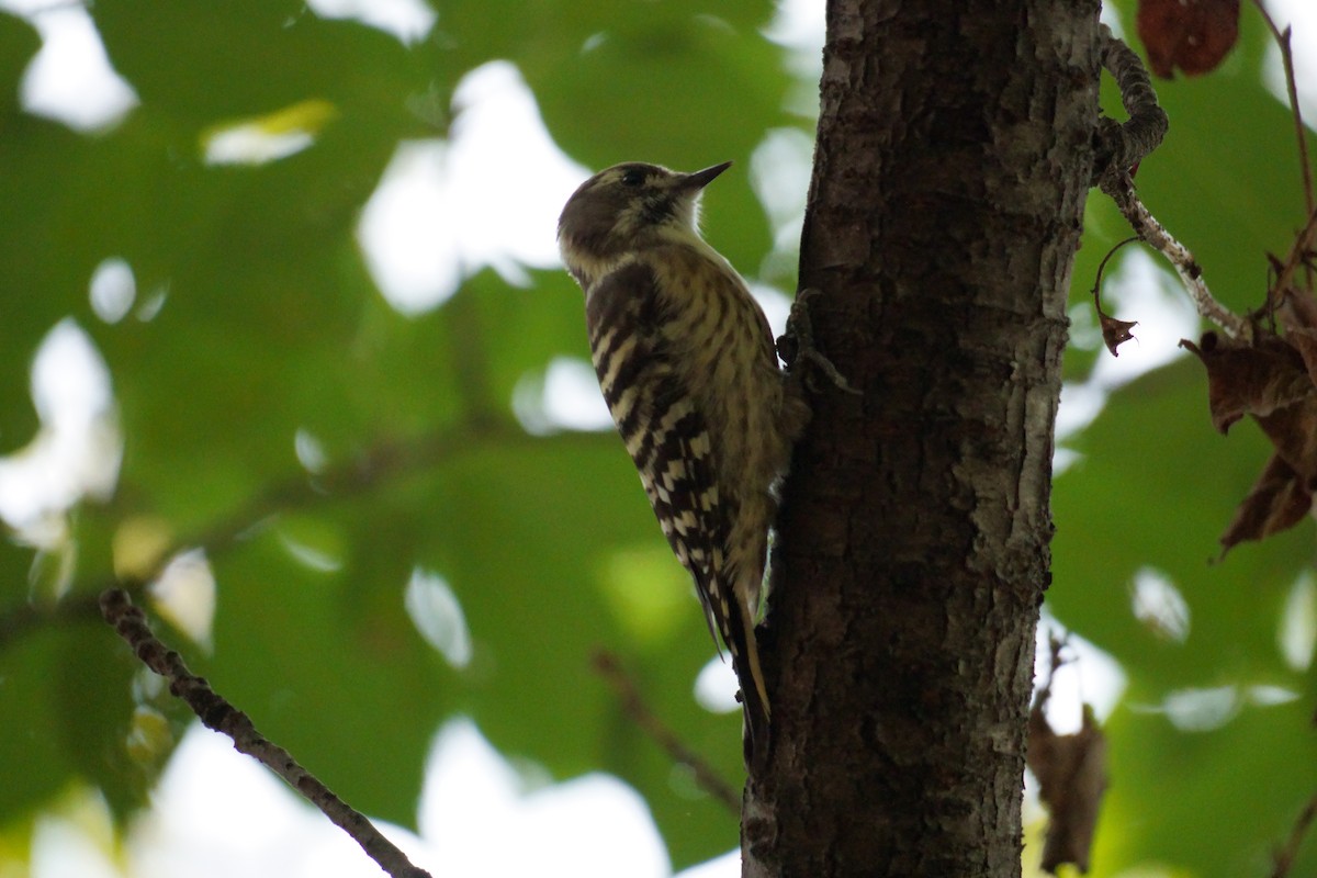 Japanese Pygmy Woodpecker - ML642582873