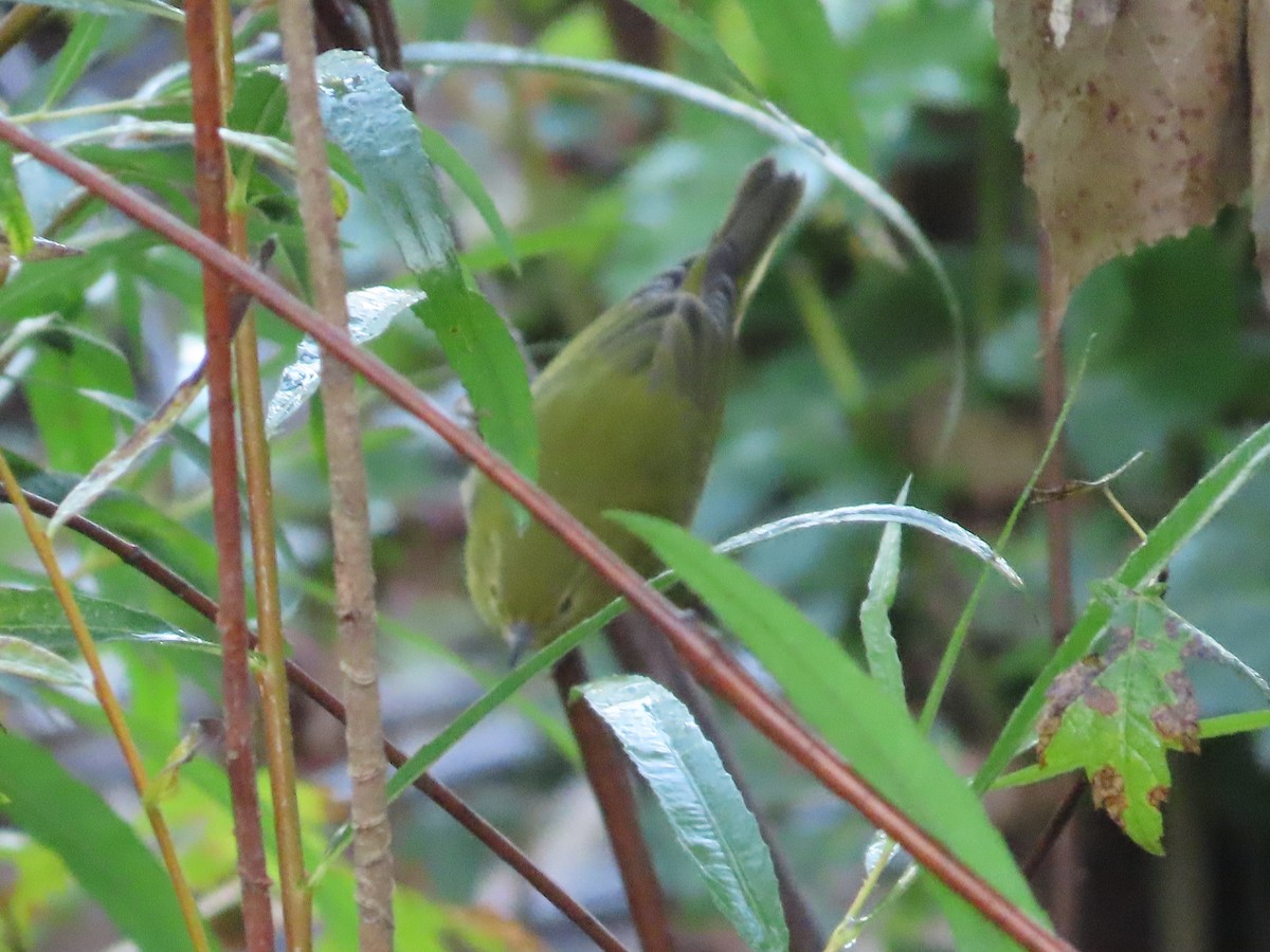 Common Yellowthroat - ML642582883