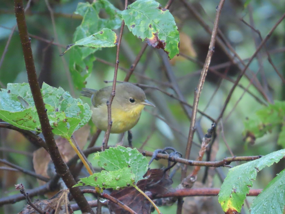 Common Yellowthroat - ML642582884