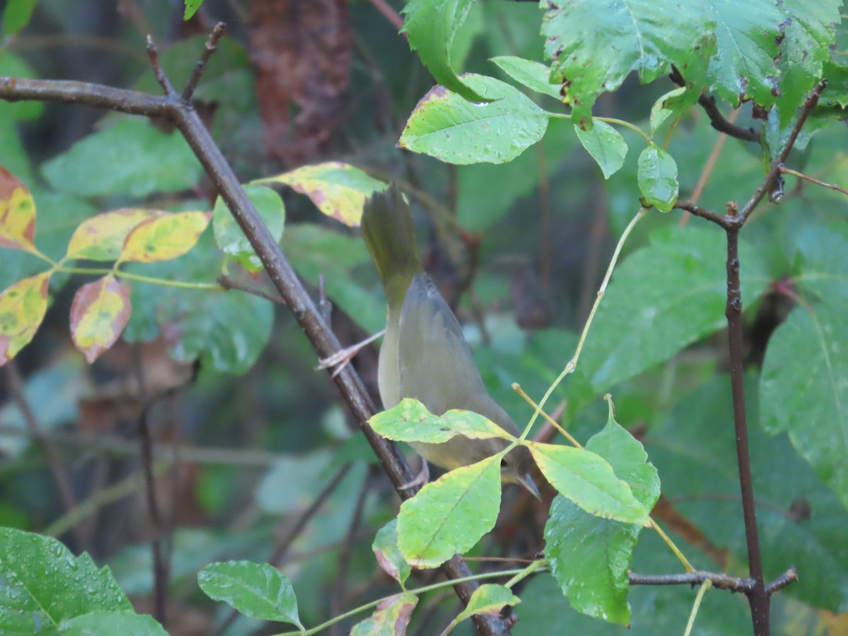 Common Yellowthroat - ML642582885