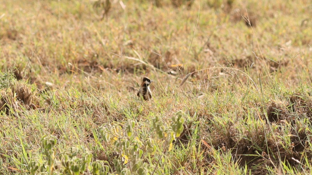 Fischer's Sparrow-Lark - ML642582886
