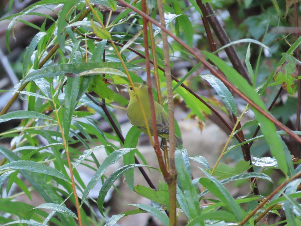Common Yellowthroat - ML642582887