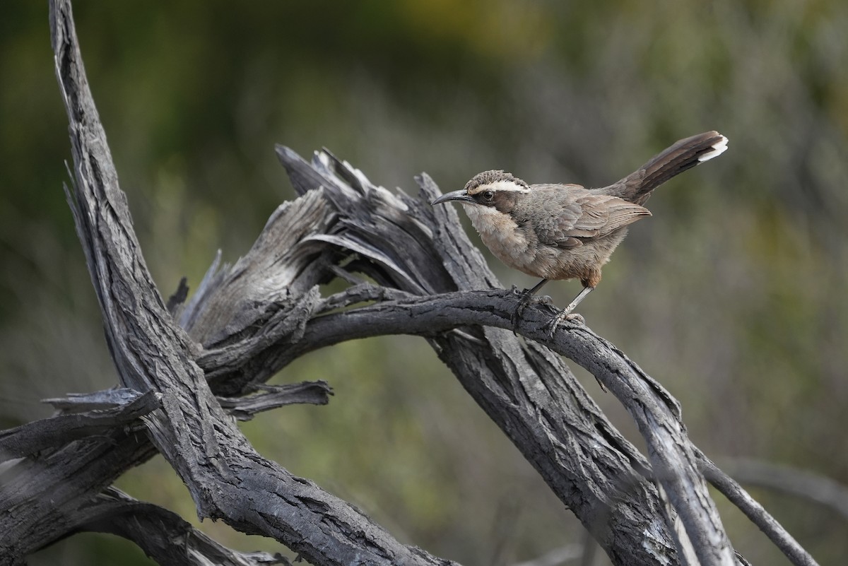 White-browed Babbler - ML642582889