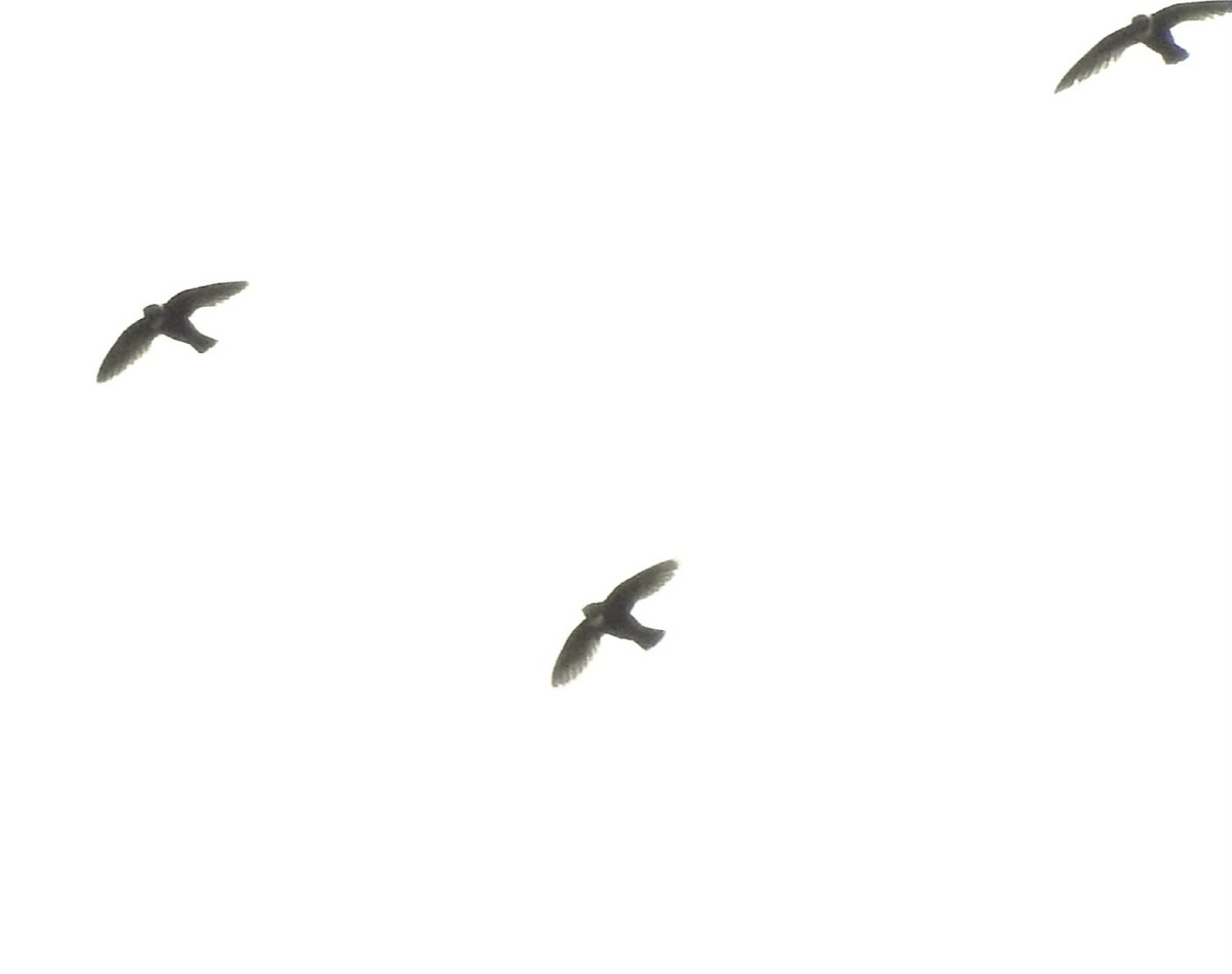 Biscutate Swift - ML642582896