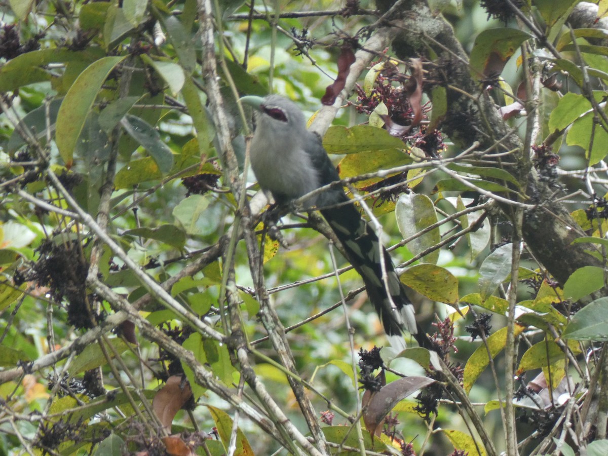 Green-billed Malkoha - ML642582910