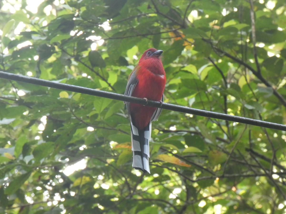 Red-headed Trogon - ML642582920