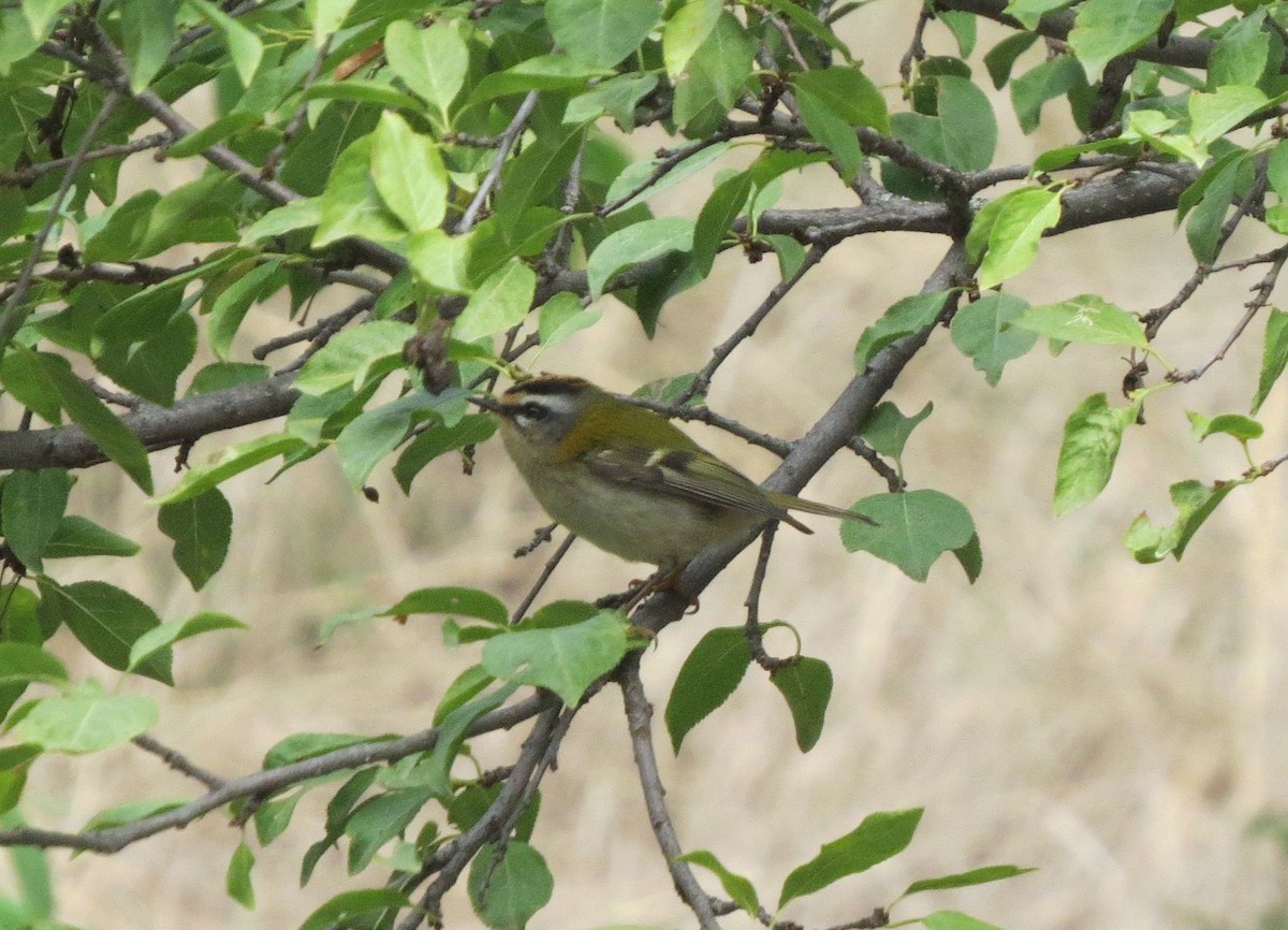 Common Firecrest - ML642582942