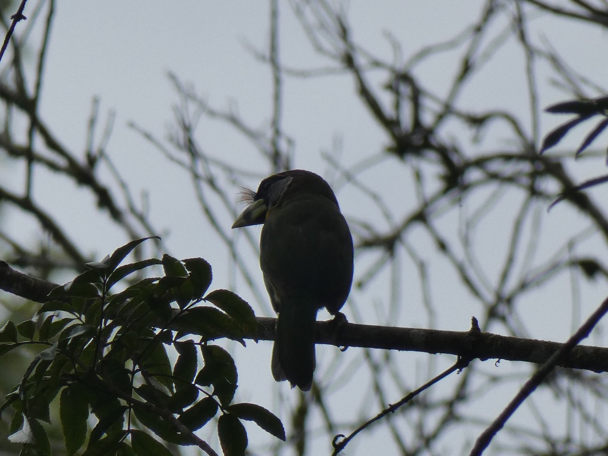 Fire-tufted Barbet - ML642582943