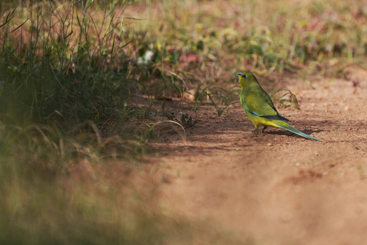 Elegant Parrot - ML642582945