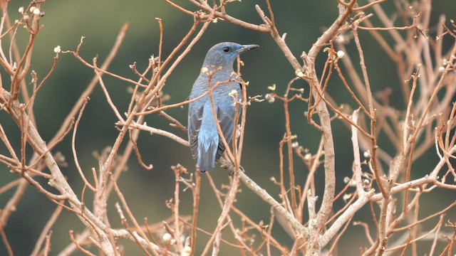 blåtrost (philippensis) - ML642582951