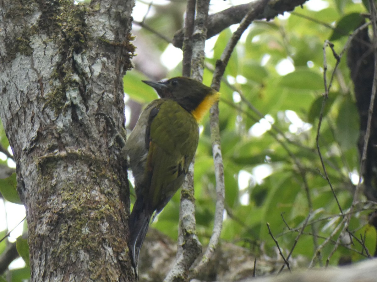 Greater Yellownape - ML642582952