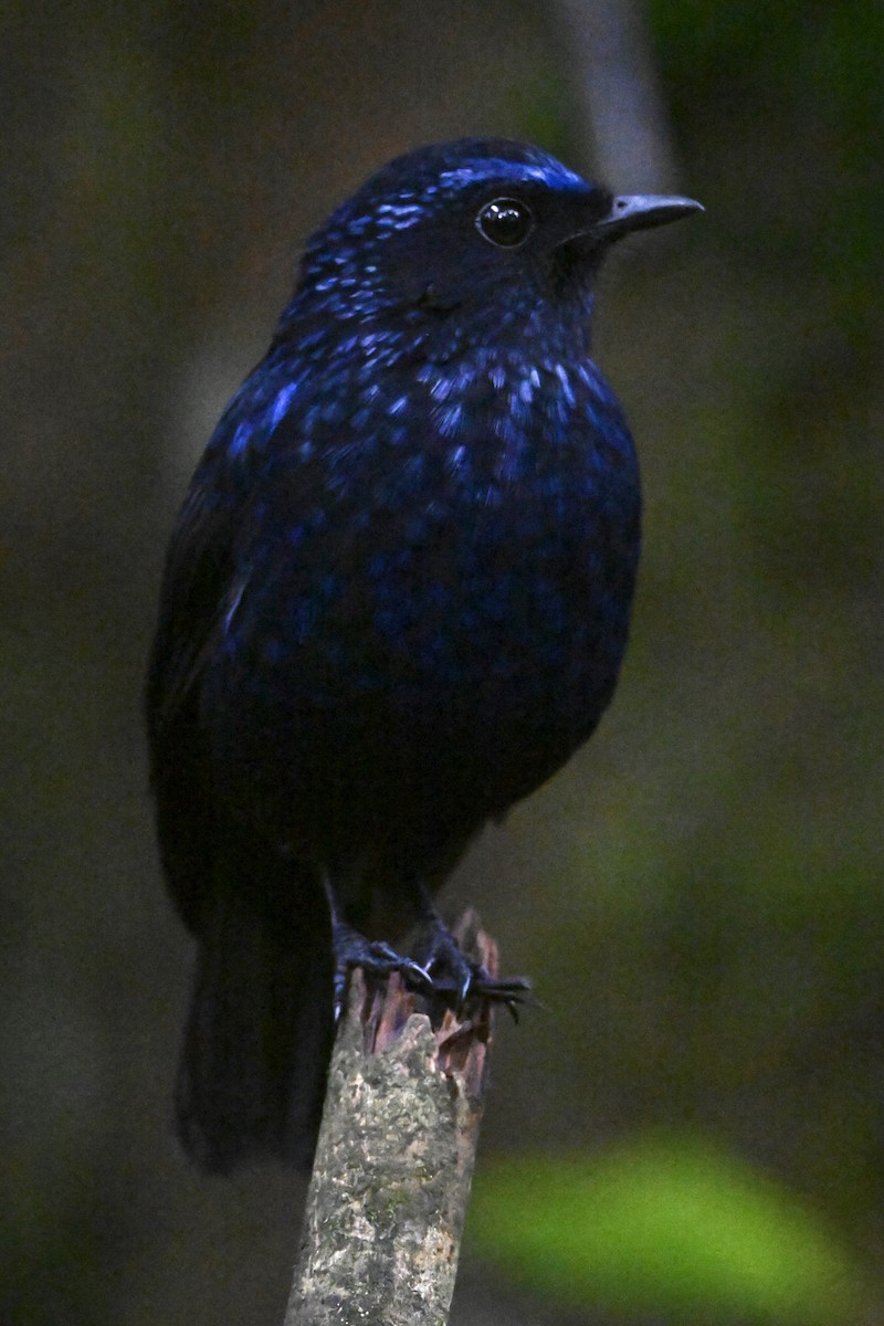Shiny Whistling-Thrush - ML642582956