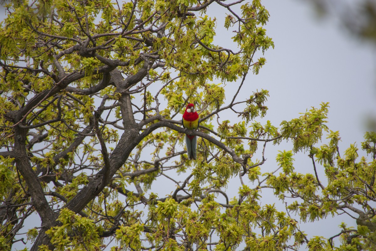 Eastern Rosella - ML642582964
