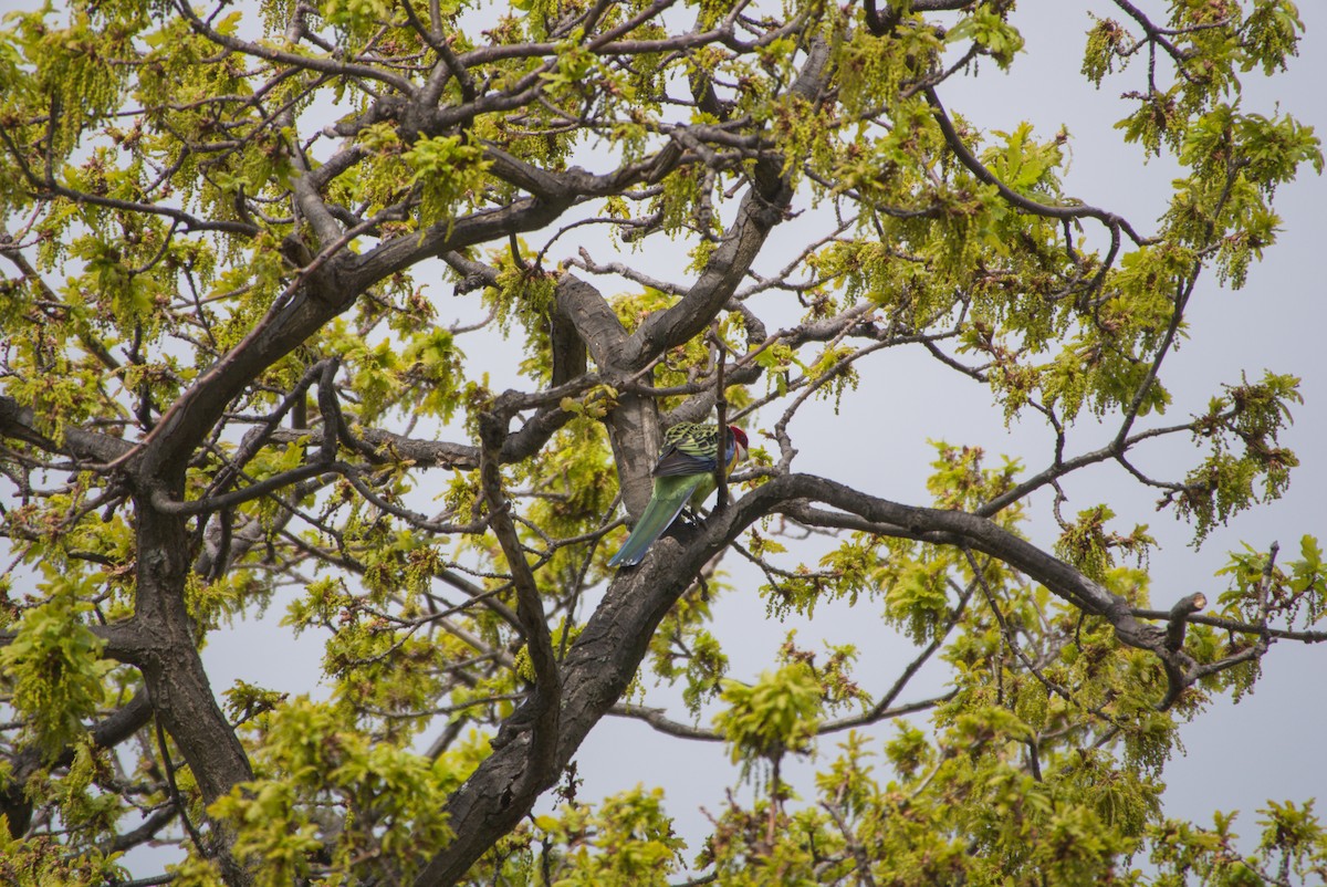 Eastern Rosella - ML642582965