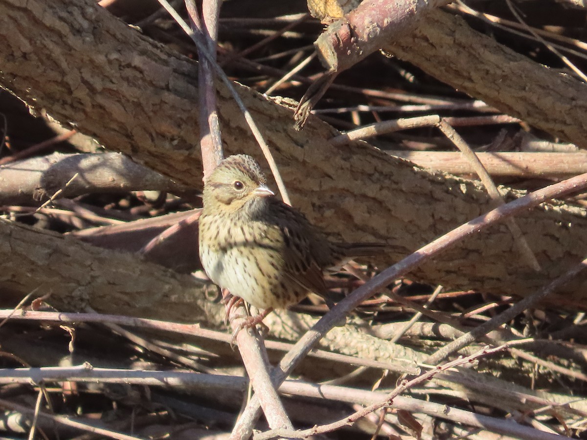 Lincoln's Sparrow - ML642582980