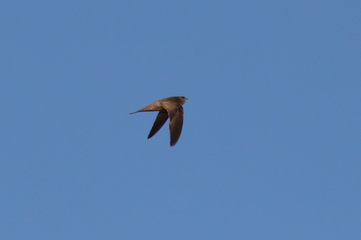 Pallid Swift - ML642582981