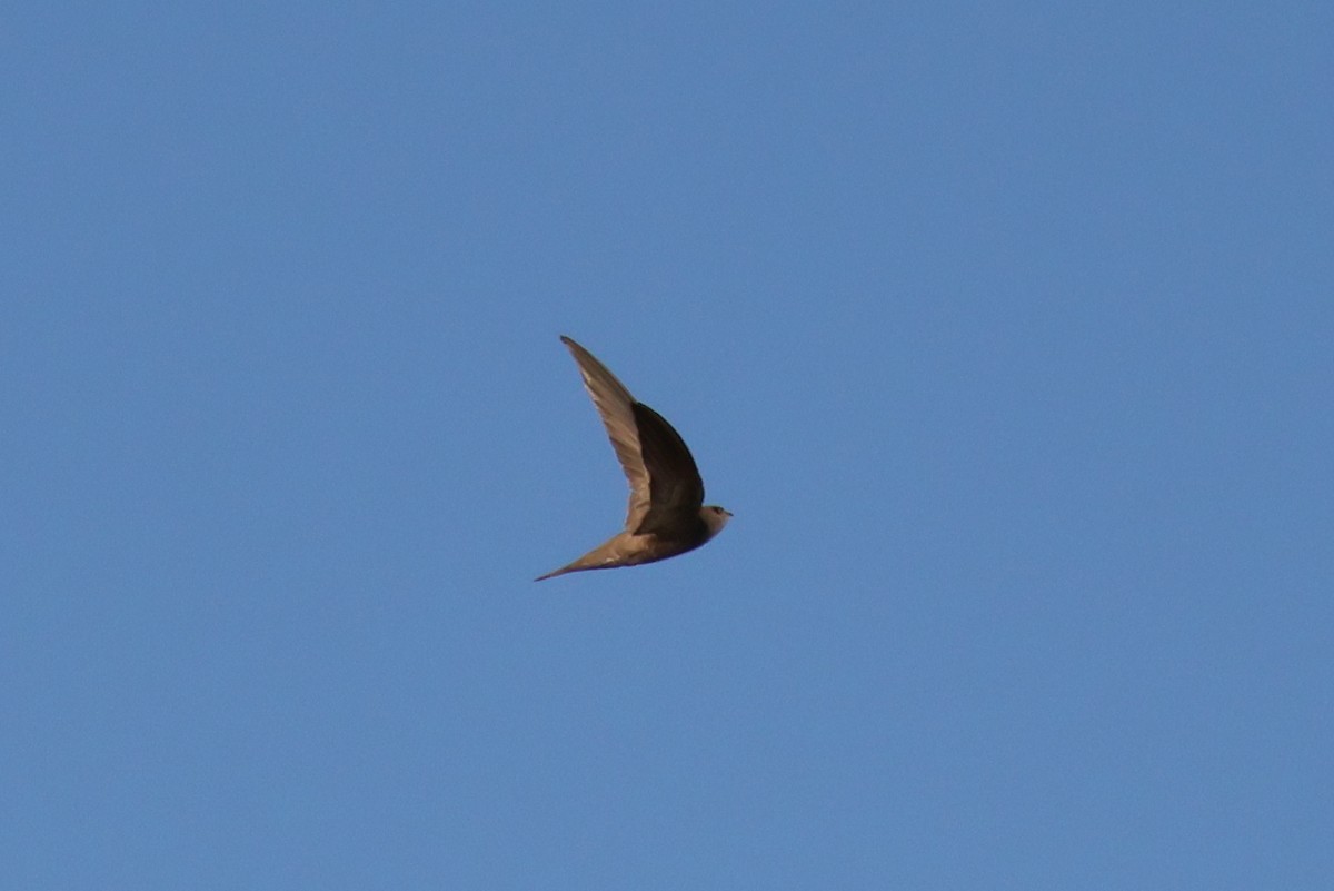 Pallid Swift - ML642582982