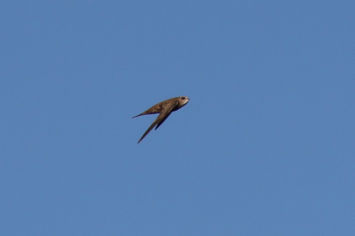 Pallid Swift - ML642582983