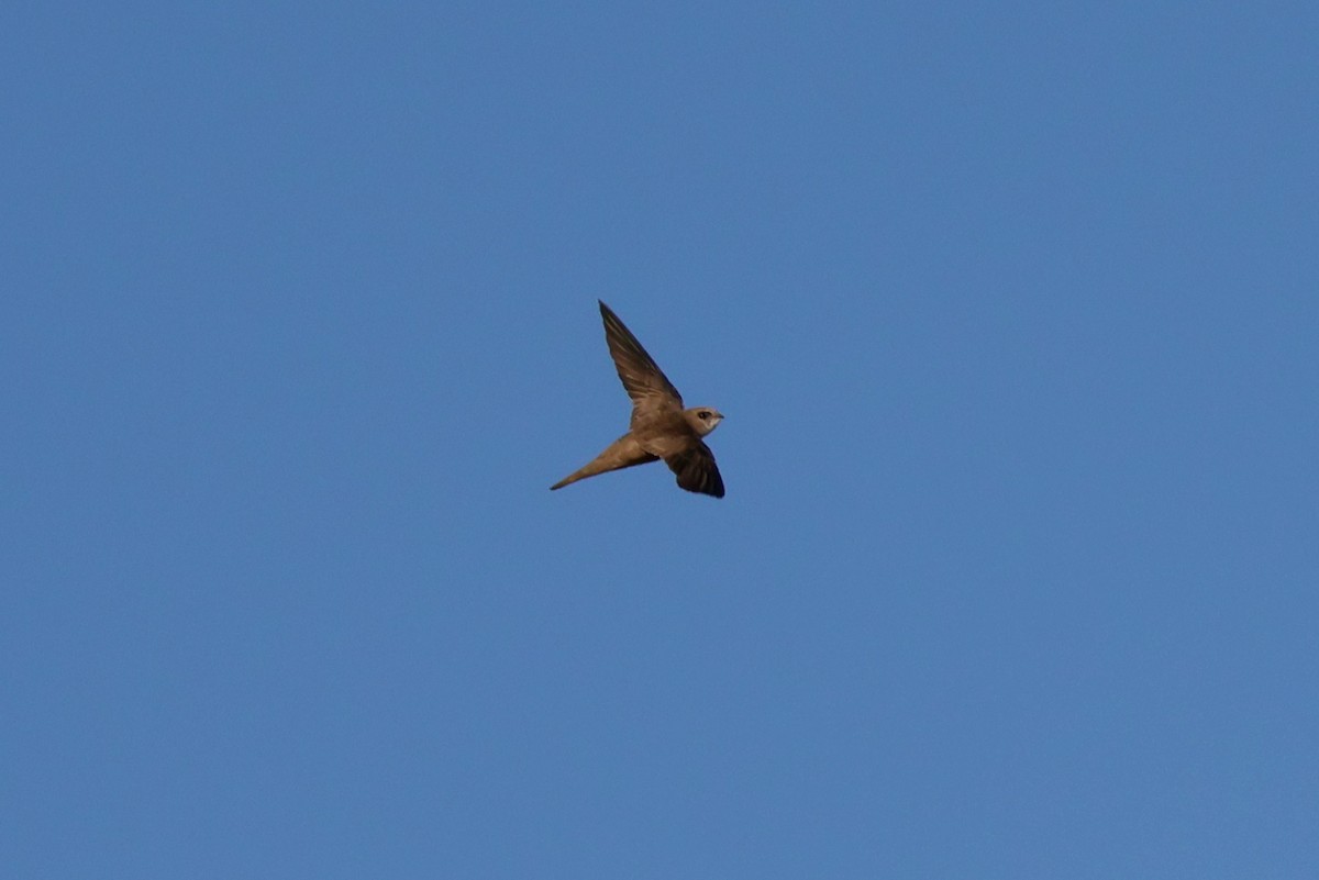Pallid Swift - ML642582984
