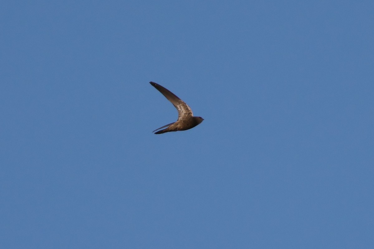 Pallid Swift - ML642582985