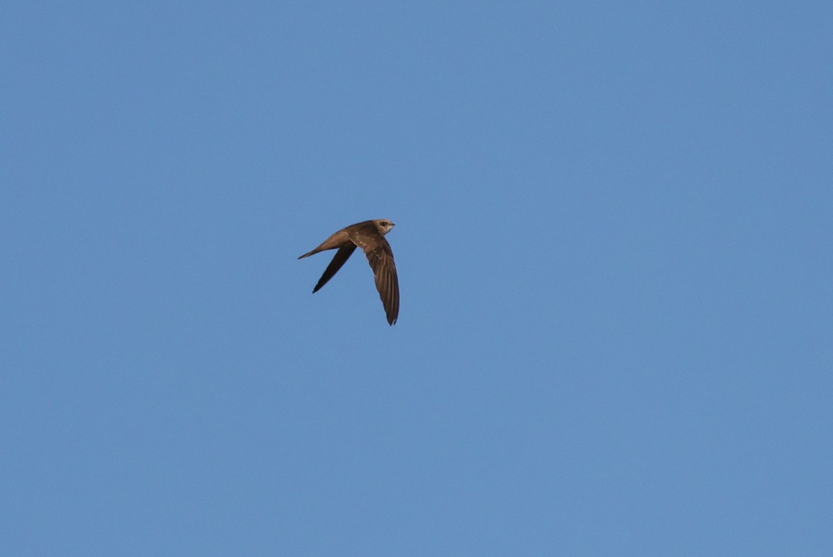 Pallid Swift - ML642582986