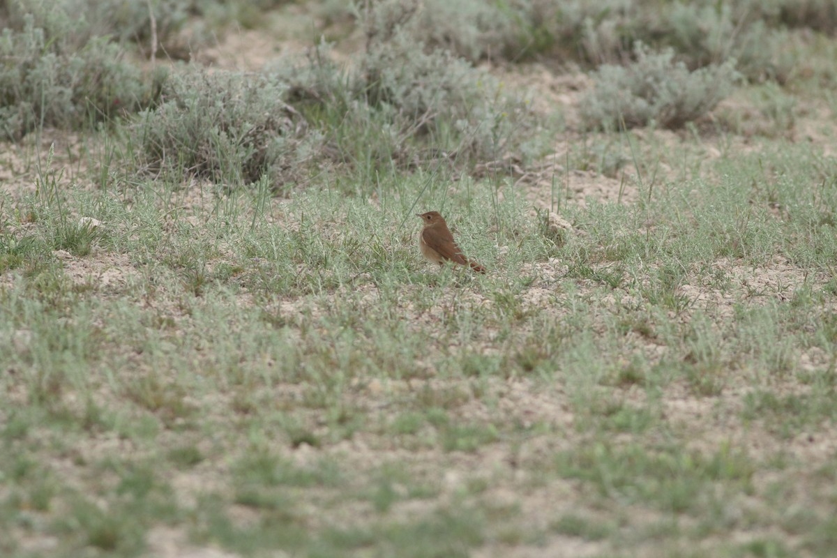 Thrush Nightingale - ML642583010