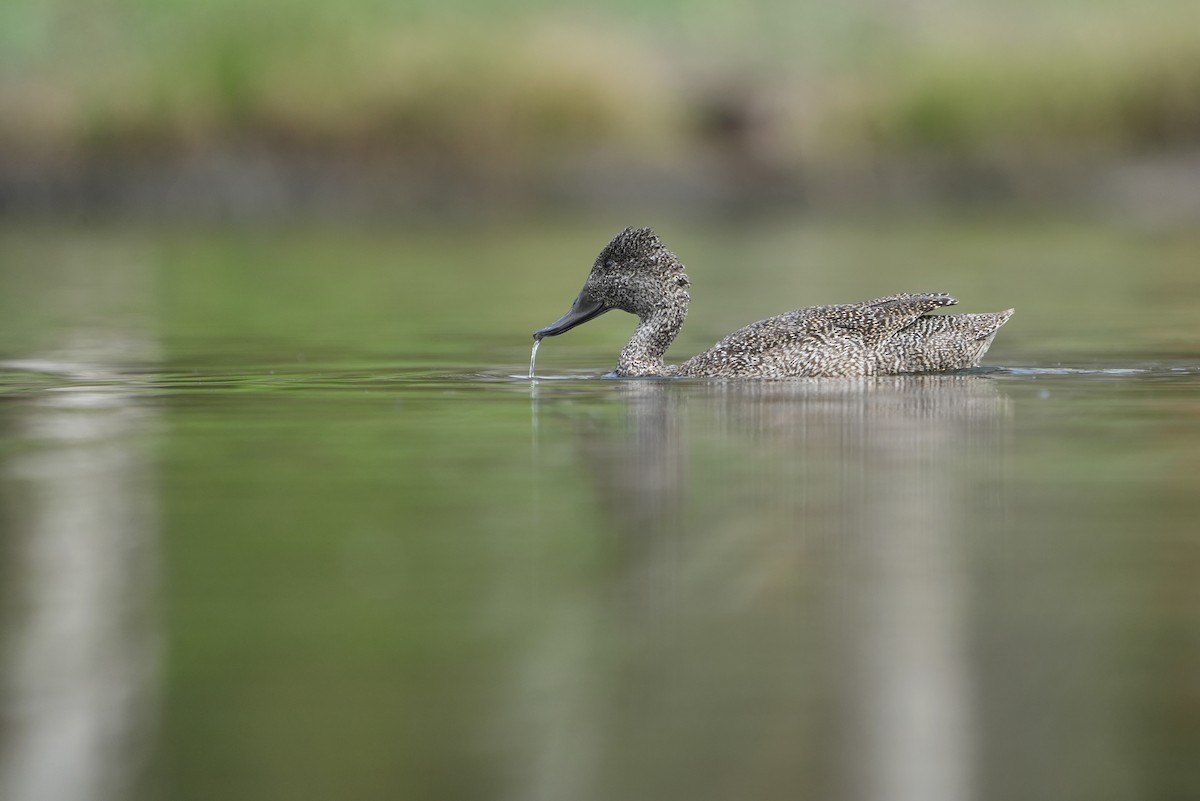 Freckled Duck - ML642583014