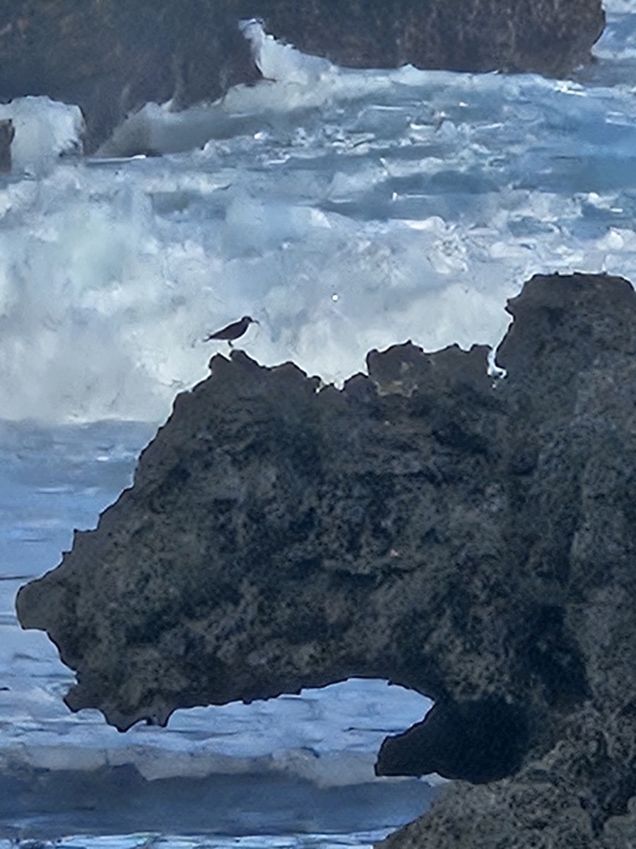 Common Sandpiper - ML642583022