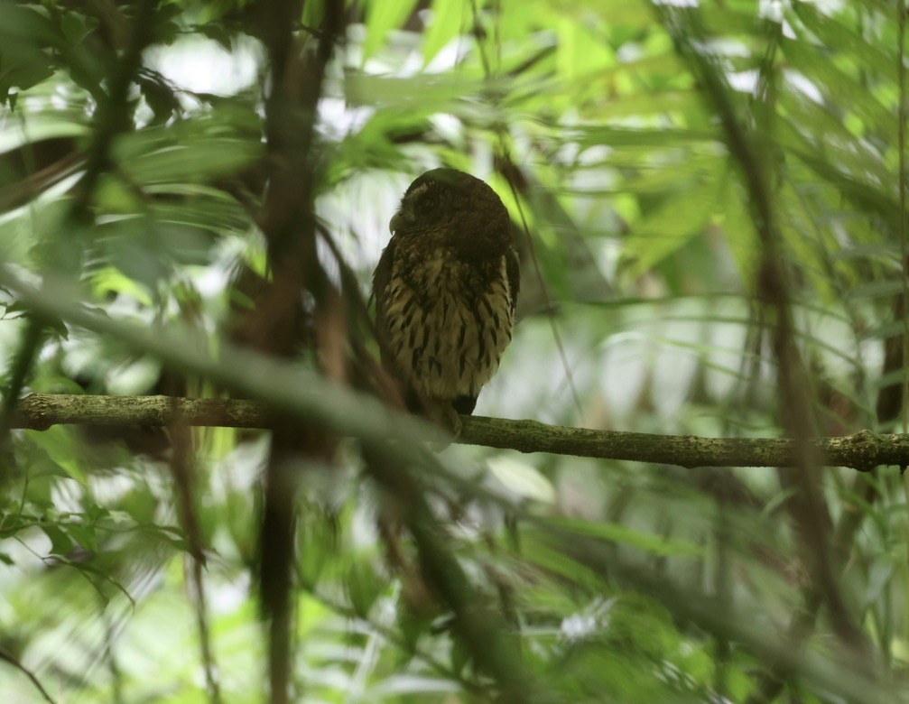 Mottled Owl - ML642583032