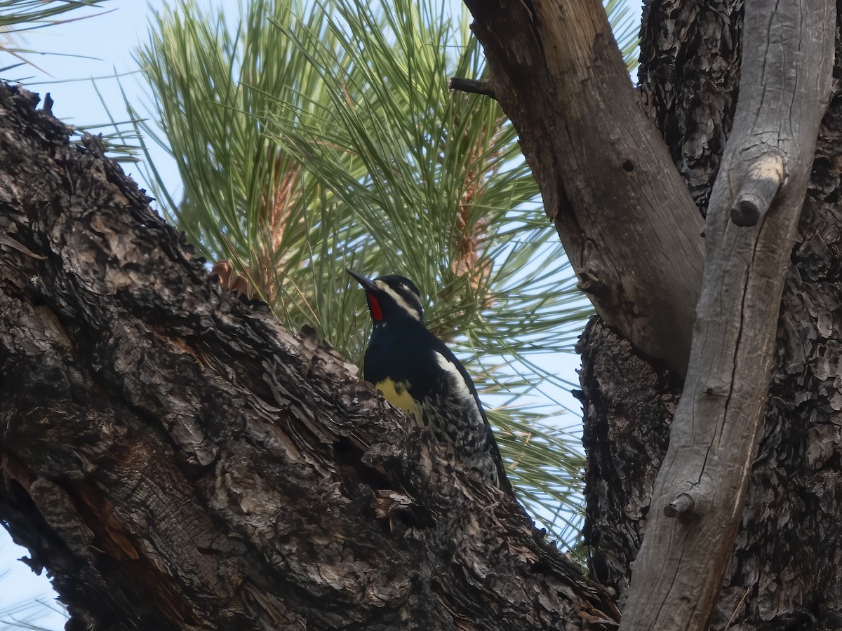 Williamson's Sapsucker - ML642583033