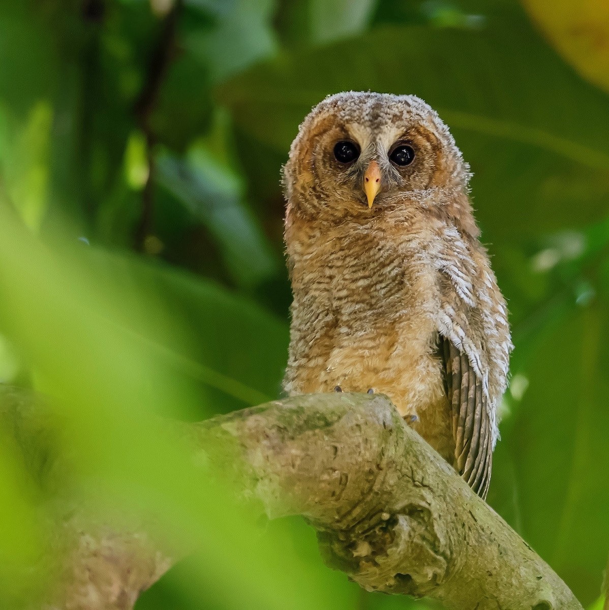 African Wood-Owl - ML642583035