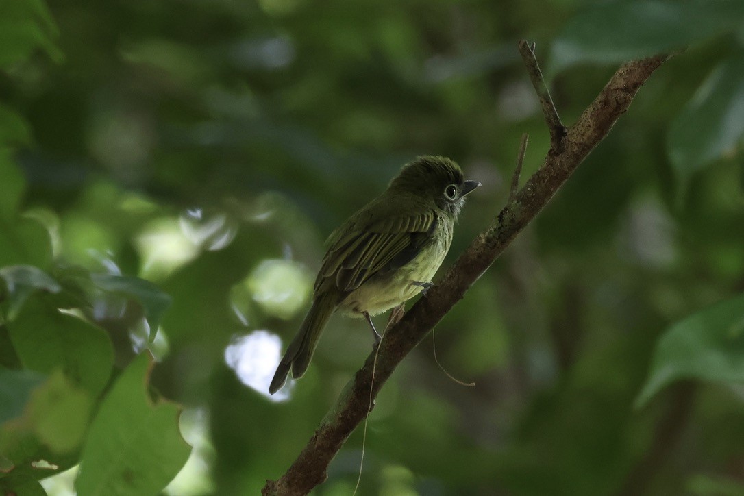 Eye-ringed Flatbill - ML642583050