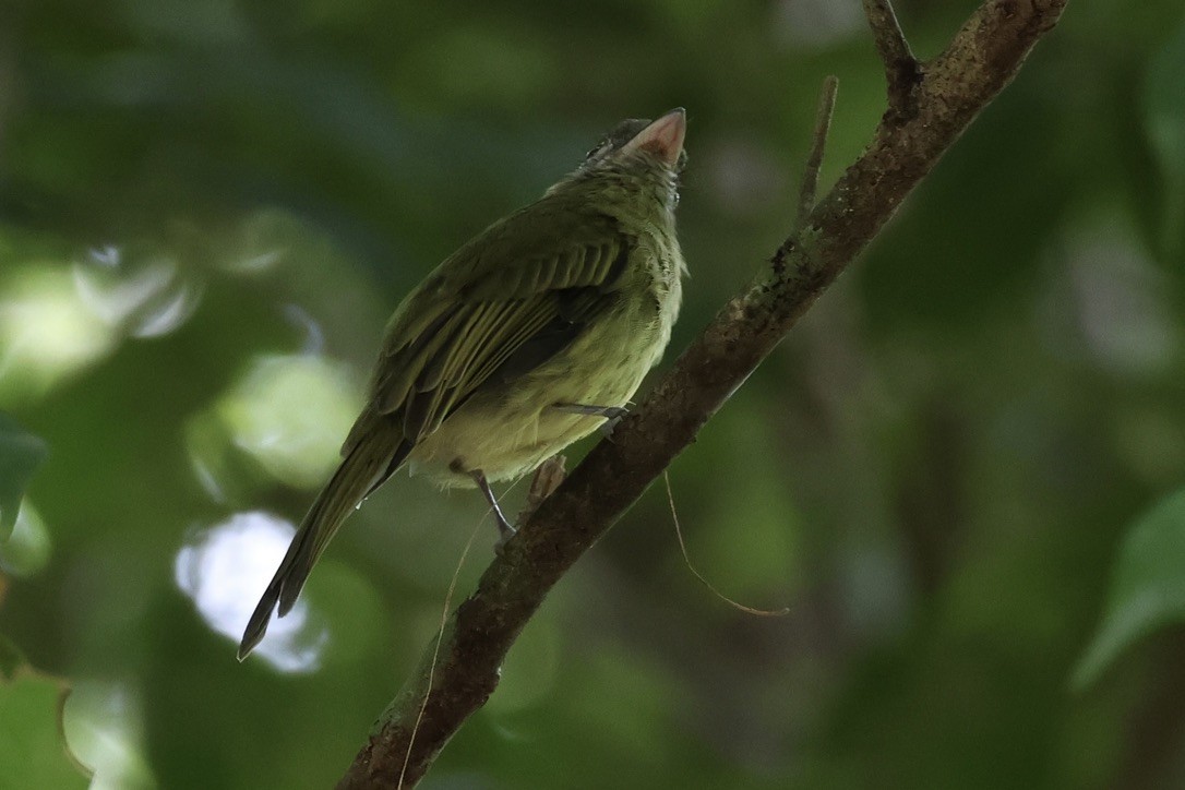 Eye-ringed Flatbill - ML642583057