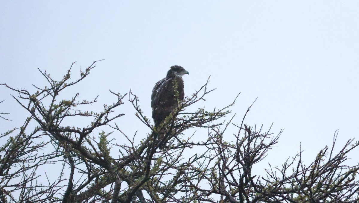 African Hawk-Eagle - ML642583065