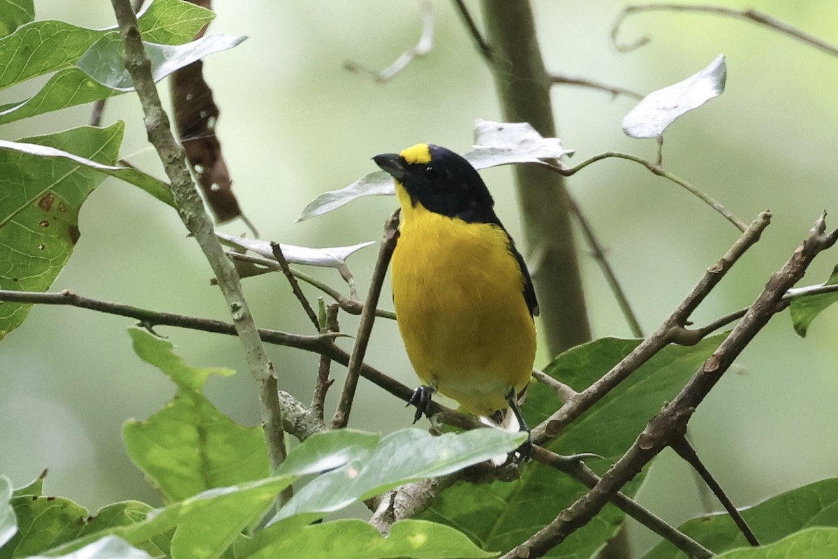 gulstrupeeufonia - ML642583091