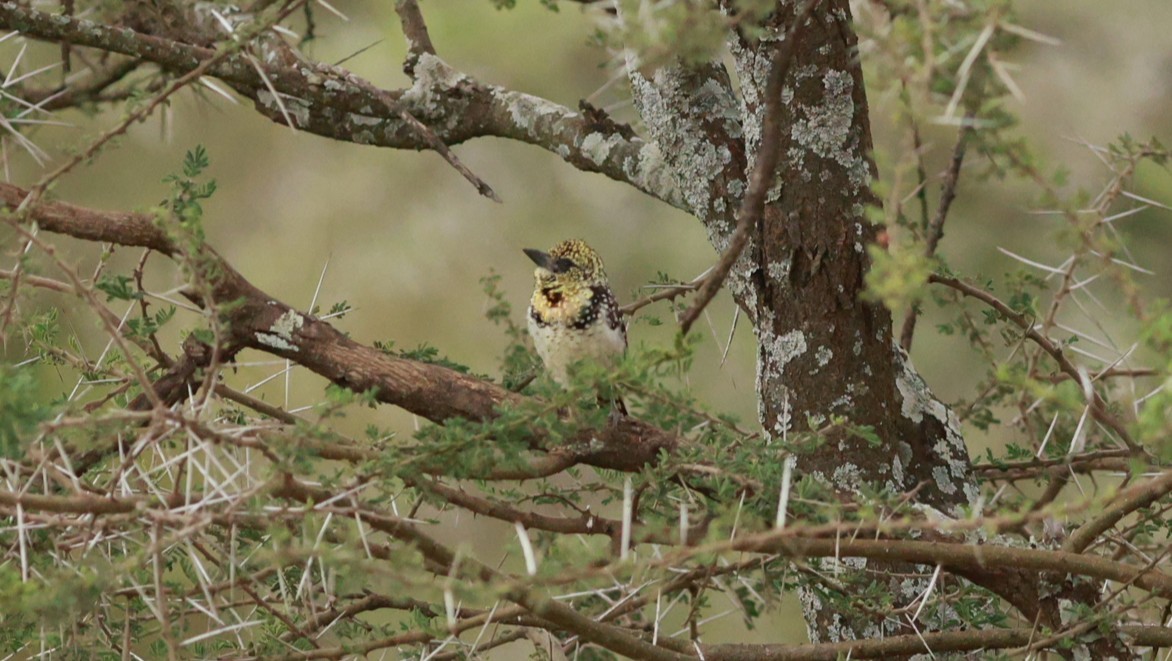 D'Arnaud's Barbet (Usambiro) - ML642583095