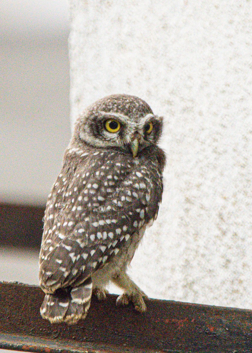 Spotted Owlet - ML642583102