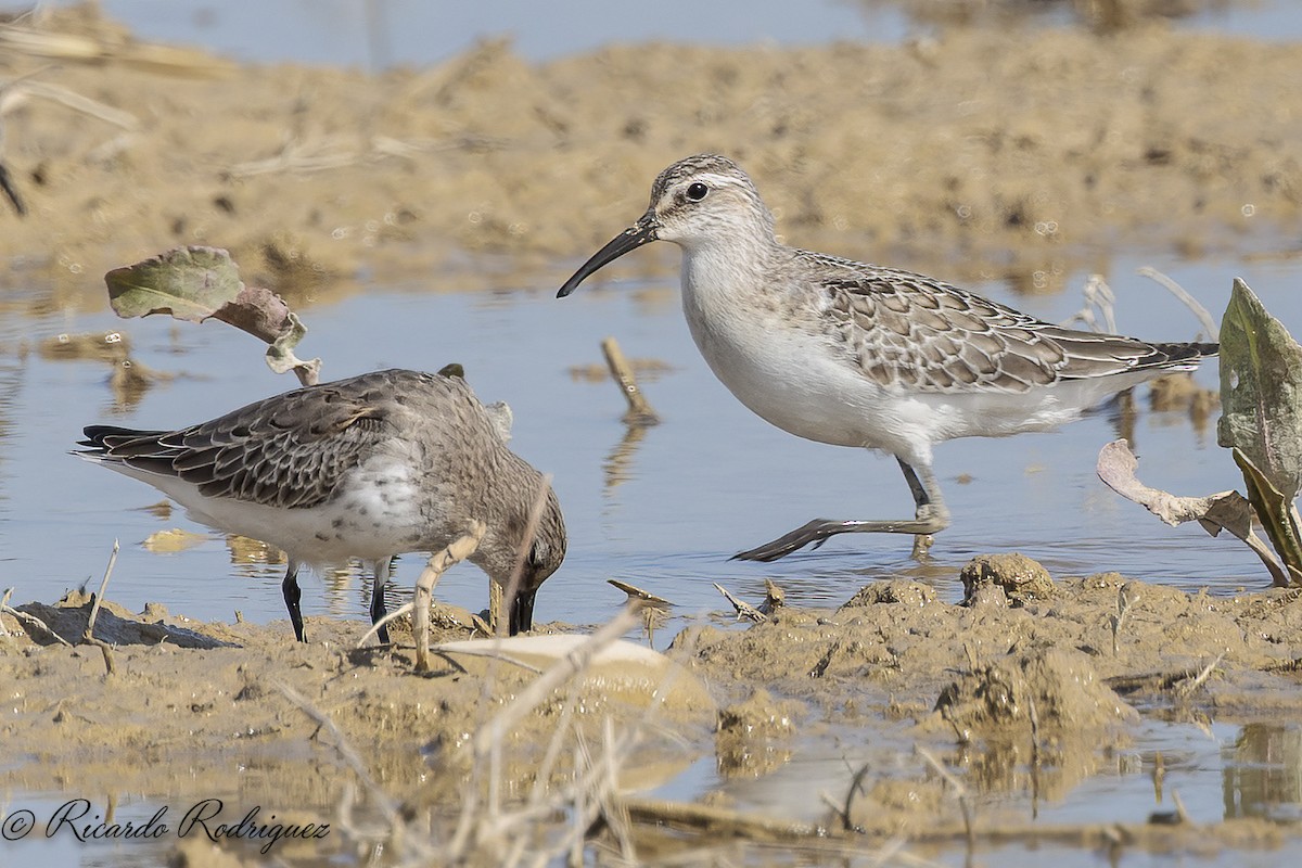 Curlew Sandpiper - ML642583122
