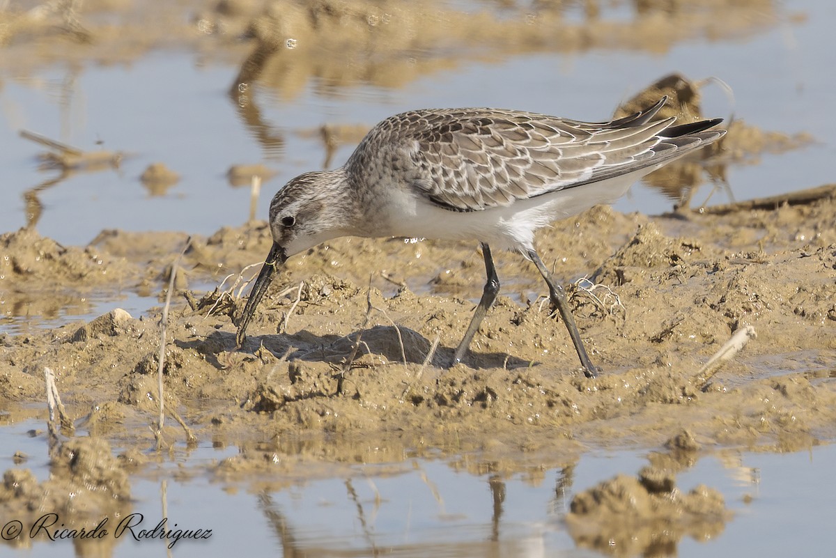 Curlew Sandpiper - ML642583123