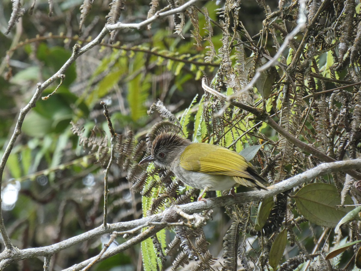 Mountain Bulbul - ML642583135