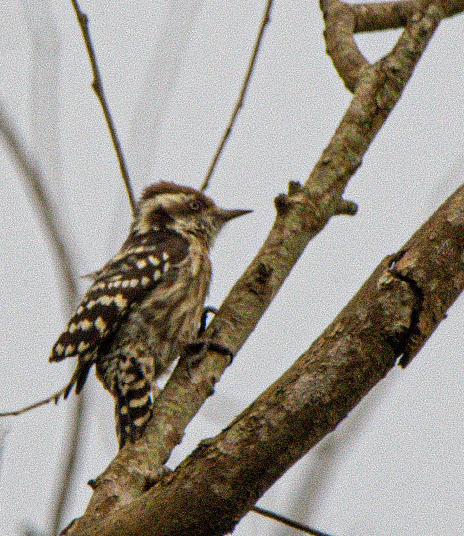 Brown-capped Pygmy Woodpecker - ML642583137